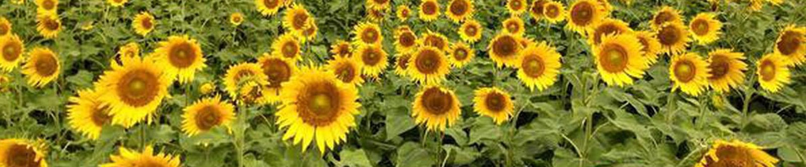 Sunflower Field
