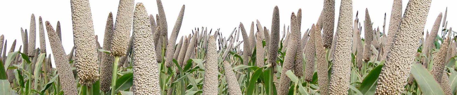 bajra