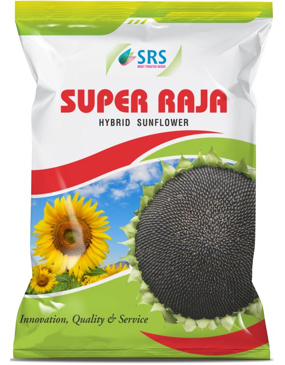 srs_sunflower-super raja